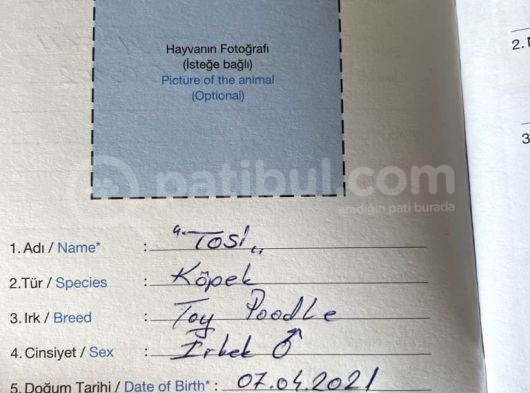 Tosi İsimli Toy Pooodle Yavrumuz görsel