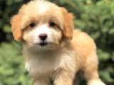 Xsmall Maltıpoo Yavrumuz