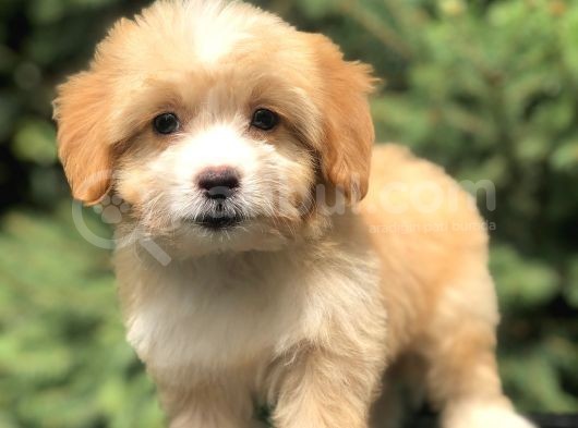 Xsmall Maltıpoo Yavrumuz