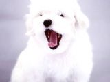 Kore Kan Maltese Yavrumuz