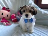 Tatlı Tadında Morkie Yavruları