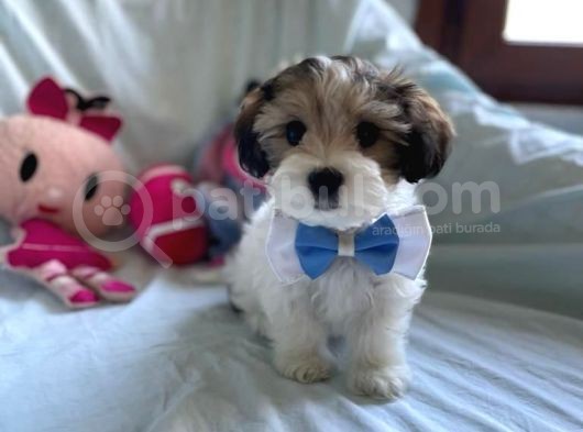 Tatlı Tadında Morkie Yavruları