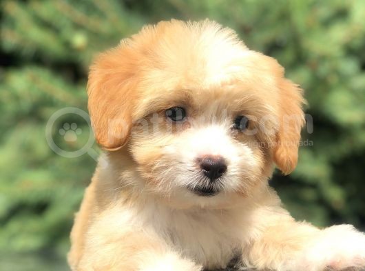Xsmall Maltıpoo Yavrumuz görsel