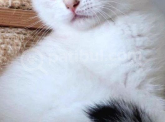Dişi Kedi Arıyorum En Fazla 7/8 Aylık