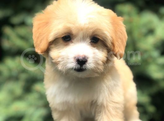 Xsmall Maltıpoo Yavrumuz görsel