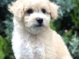 Latte Renk Maltıpoo Yavrumuz