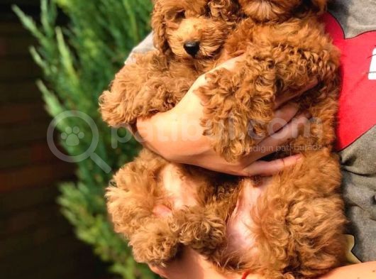 Orjinal Toy Poodle Yavrular
