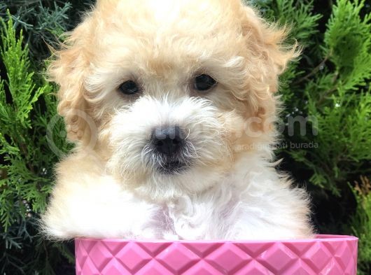 Apricot Toy Poodle Yavrumuz görsel