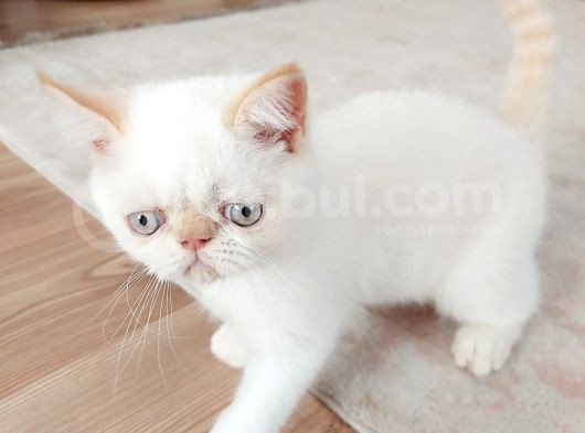 2,5 Aylık Exotic Shortair Erkek  Yavrular