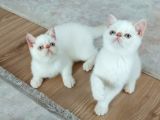 2,5 Aylık Exotic Shortair Erkek  Yavrular