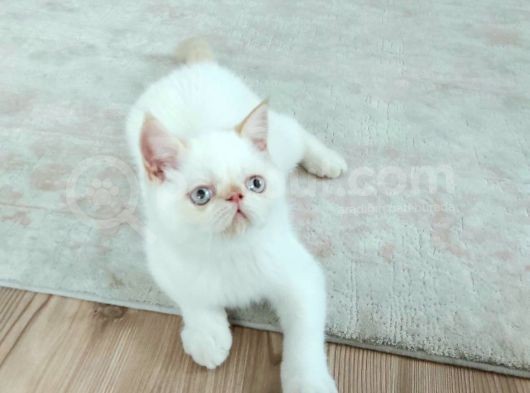 2,5 Aylık Exotic Shortair Erkek  Yavrular görsel