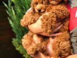 Orijinal Toy Poodle Yavrular
