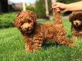 Orijinal Toy Poodle Yavrular
