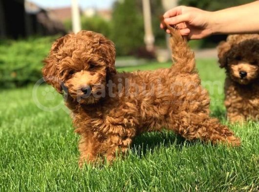 Orijinal Toy Poodle Yavrular