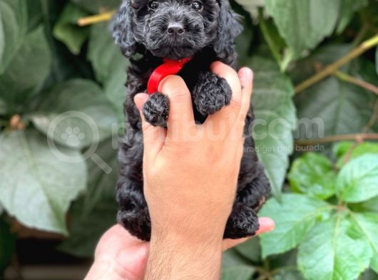 Tüy Yumağı Sevimli Black Toy Poodle görsel