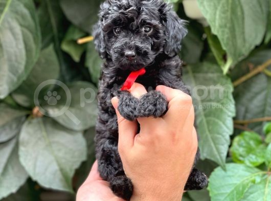 Tüy Yumağı Sevimli Black Toy Poodle görsel