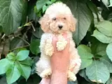 Tüy Yumağı Sevimli Red & Apricot & Redbrown Toy Poodle