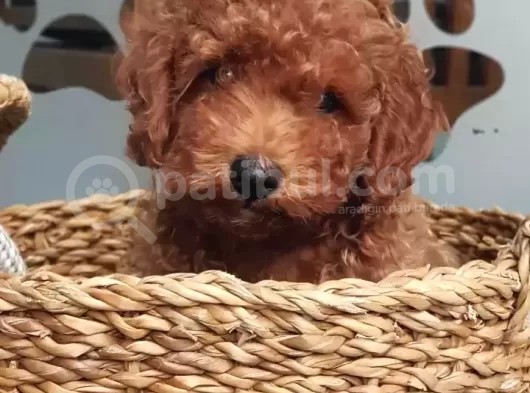 Tüy Yumağı Sevimli Red & Apricot & Redbrown Toy Poodle görsel