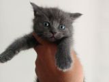 Safkan British Shorthair