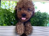 Rusyadan Muhteşem Toy Poodle Yavrularımız