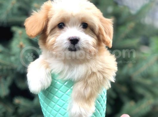 Xs Gold Morkie Yavrumuz görsel