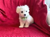Minik Maltese Terrier