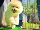 AA Kalite Safkan  Pomeranian Oğlumuz