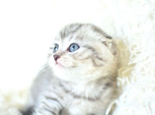 Full Şecereli Silver Scottish Fold Ns24