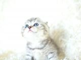 Full Şecereli Silver Scottish Fold Ns24