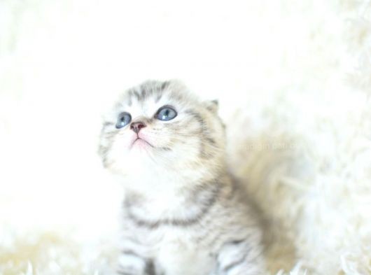 Full Şecereli Silver Scottish Fold Ns24 görsel