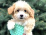 Xs Gold Morkie Yavrumuz
