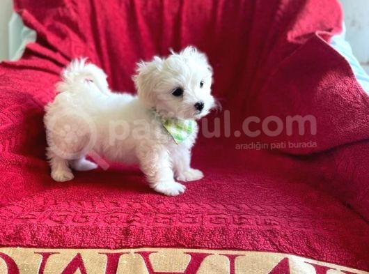 Minik Maltese Terrier görsel