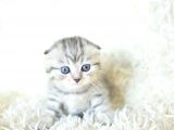 Full Şecereli Silver Scottish Fold Ns24