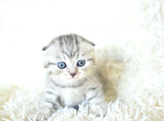 Full Şecereli Silver Scottish Fold Ns24 görsel