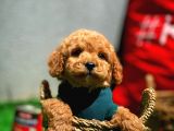 Toy Poodle Yavrularımız