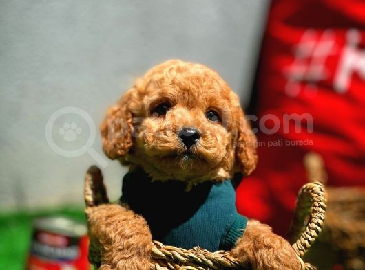 Toy Poodle Yavrularımız