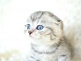 Full Şecereli Silver Scottish Fold Ns24