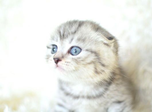 Full Şecereli Silver Scottish Fold Ns24 görsel