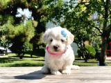 Dişi Maltese Terrier