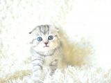 Full Şecereli Silver Scottish Fold Ns24