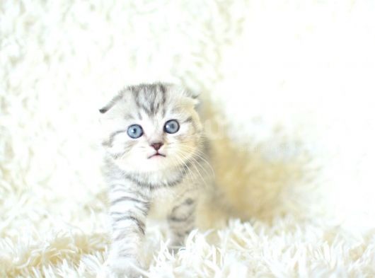 Full Şecereli Silver Scottish Fold Ns24 görsel