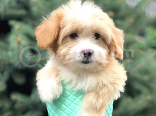 Xs Gold Morkie Yavrumuz görsel
