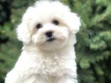 O Numara Babyface Morkie Yavrumuz