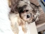 3 Aylik Di̇şi̇ Morkie