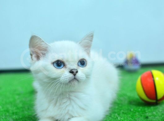 Full Şecereli British Shorthair Ns1133 görsel