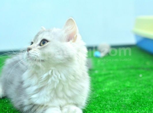 Full Şecereli Silver British Longhair Ns25 Dişi görsel