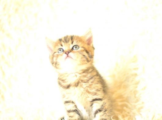 Golden Tabby British Shorthair görsel