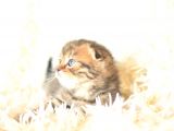 Black Golden Tabby Scottish Fold