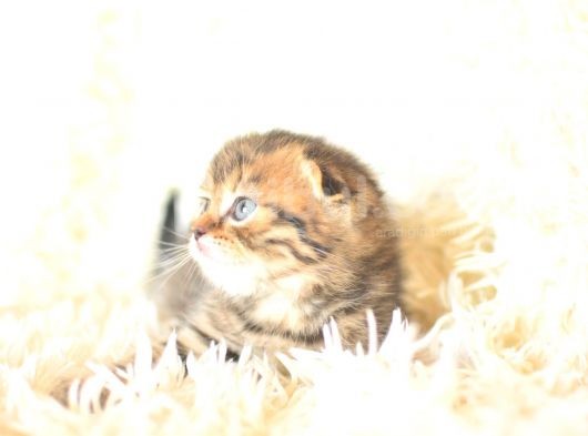 Black Golden Tabby Scottish Fold görsel