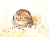 Black Golden Tabby Scottish Fold